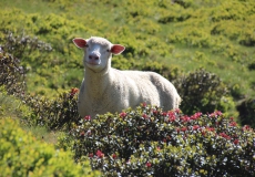 Schaf in Alpenrosen