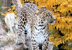 Leopard in Tonis Zoo Rothenburg Luzern