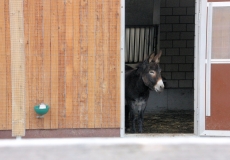Esel in Stall in Tonis Zoo Rothenburg Luzern