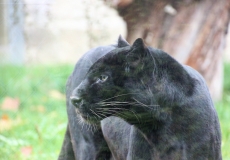 Schwrazer Panther in Tonis Zoo Rothenburg Luzern