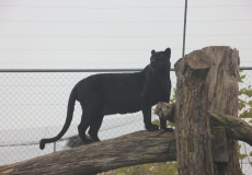 Schwrazer Panther in Tonis Zoo Rothenburg Luzern