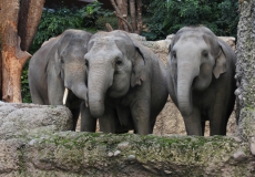 Elefantenpark