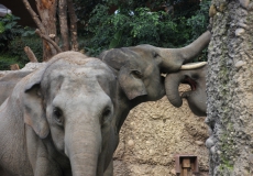 Elefantenpark