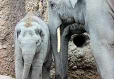 Kaeng Krachan Elefantenpark