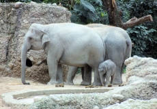 Kaeng Krachan Elefantenpark