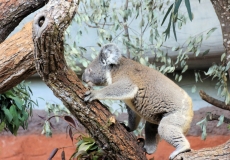 Zoo Zürich Koala