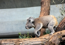 Zoo Zürich Koala