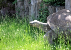 Zoo Zürich Galapagos-Riesenschildkröte