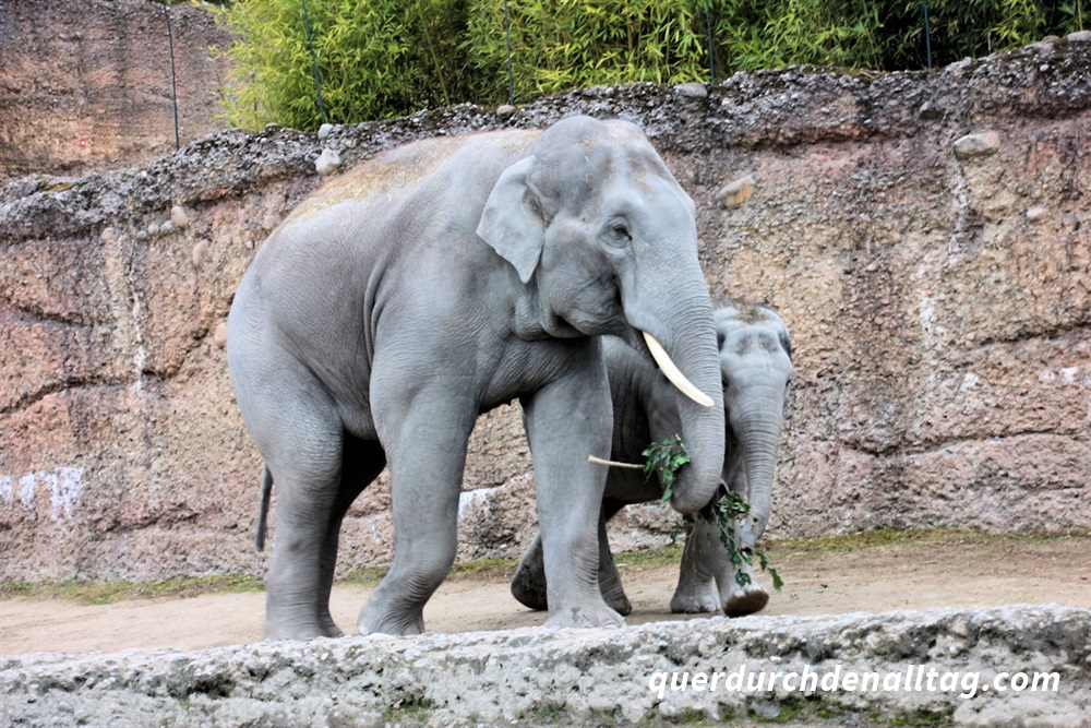 Nachwuchs Elefant Zoo Zürich