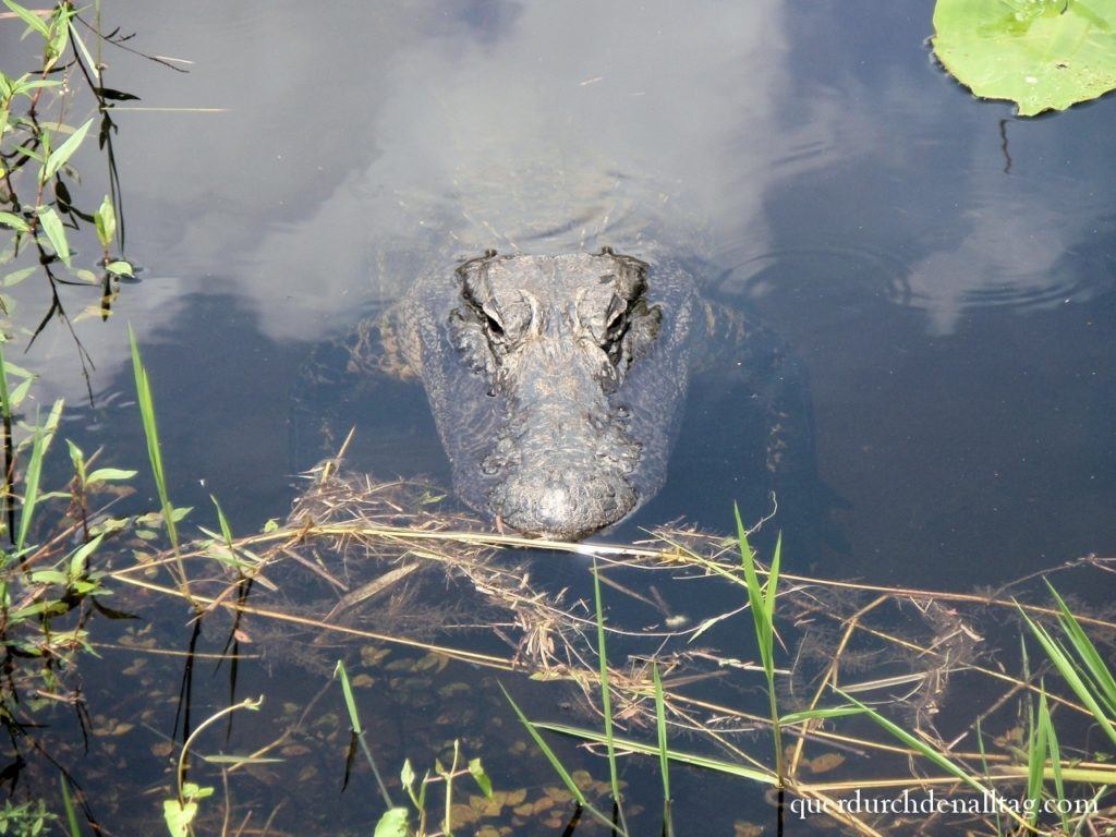 USA Florida Miami Everglades Alligator