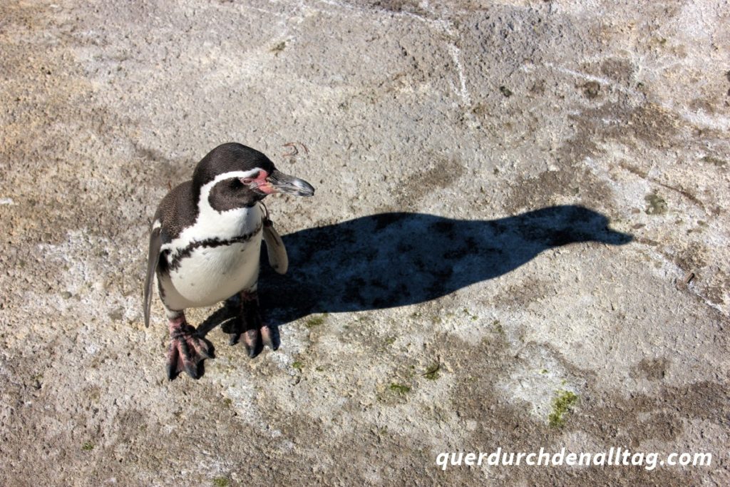 Knie Kinderzoo Rapperswil Pinguin